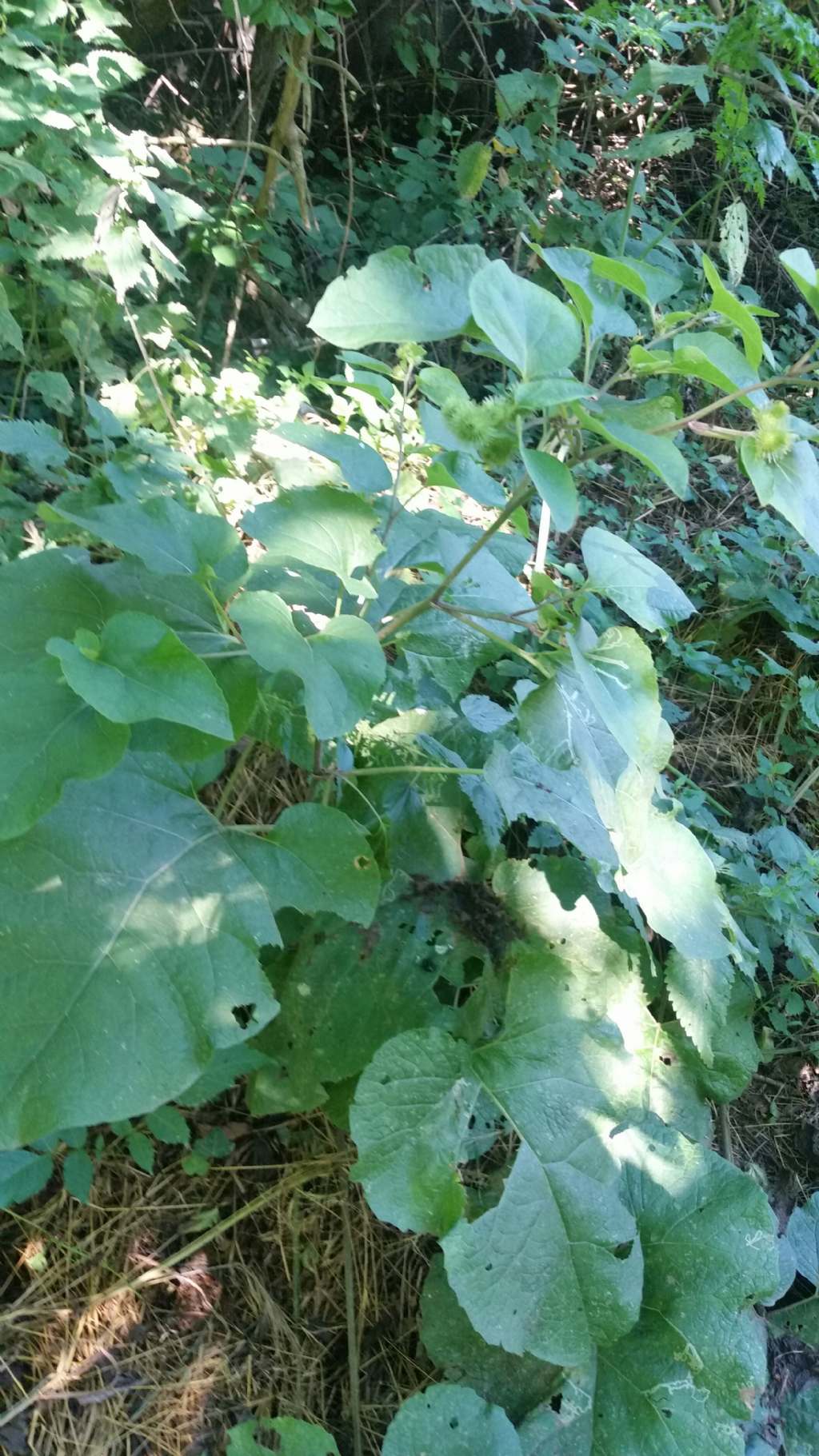 Foglie molto grandi: Arctium sp. (Asteraceae)